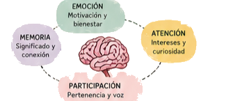 Diagrama de neuroeducación: emoción, memoria, atención y participación alrededor de un cerebro